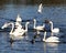 Swans and Ducks feeding on Lake