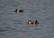 Swans, Ducks and Geese Migration in the Pristine Sounds of the Outer Banks of North Carolina