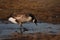 Swans, Ducks and Geese Migration in the Pristine Sounds of the Outer Banks of North Carolina