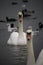 Swans, ducks and gulls near the ferry, Chornomorsk, Ukraine