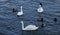 swans and ducks is large waterfowl that swims on the water