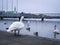 Swans, ducks and other birds in Tjornin lake in central ReykjavÃ­k, Iceland