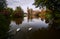 Swans and ducks swimming in the pond in front of the New Castle