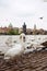 Swans and ducks on the Vltava river. View of the Charles Bridge