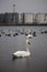 Swans and ducks on water against some industrial buildings near the Chornomorsk ferry, Ukraine