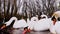 Swans eat food thrown to them in muddy water by reed beds