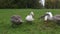 Swans eating grass in the meadow and one swan attacks the camera. Nature.