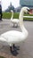 Swans at the edge of Lugano lake 