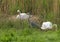 Swans with eggs warn off a Heron