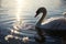 Swans elegance on display, gliding through peaceful aquatic haven