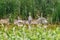 Swans families on the shore of a lake in nature