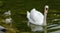 Swans family with cygnets at hallstaettersee lake. Hallstatt