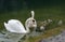 Swans family with cygnets at hallstaettersee lake. Hallstatt