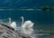 Swans family with cygnets at hallstaettersee lake. Hallstatt