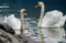 Swans family with cygnets at hallstaettersee lake. Hallstatt