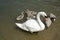 The swans family eats. One bird is adult and has white feathers. Gray baby birds.