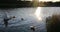 Swans family in pond of city park.