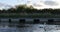 Swans family in pond of city park.