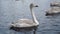Swans family swim in lake. Young gray swan closeup. Migratory birds in winter 4k