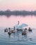 Swans family swims in the water in sunrise time