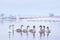 Swans family swims in the winter lake water in sunrise time