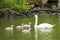 Swans family in Tilgate park, England