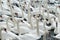 Swans feeding at Abbotsbury Swannery