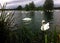 Swans feeding on Willen Lake, Milton Keynes