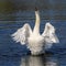 Swans flapping its wings