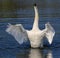 Swans flapping its wings