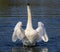 Swans flapping its wings