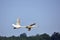 Swans flight patrol