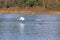 Swans flying at Stover Lake in Autumn