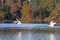 Swans flying at Stover Lake in Autumn