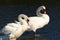 Swans, Forever Together,