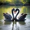 Swans forming heart shape.