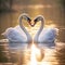 Swans forming heart shape.