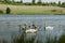 Swans friendly family in the lake in sunny summer day