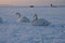 Swans on a frozen bay