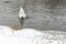 Swans on the frozen lake in winter. The birds catch fish in the winter.