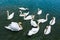 Swans gathering for food in a lake