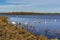 Swans gathering by the shore of Pitsford Reservoir, UK