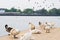 Swans, geese and other birds at Salford Quays in Manchester