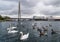 Swans and geese on Southport Marina