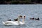 Swans gliding through tranquil waters side by side, graceful and serene