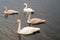 Swans gorgeous on grey water surface. Animals natural environment. Waterfowl with offspring floating on pond. Swans