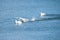 Swans gracefully running and playfully splashing in a tranquil body of water