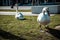 Swans on grass in Desenzano del Garda