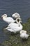 Swans grooming on a lake shore in Ireland