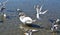 Swans and gulfs in lake of Ohrid